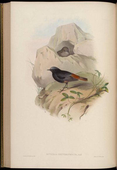 Black Redstart by John Gould